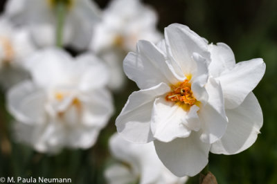 daffodil