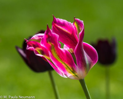 tulip