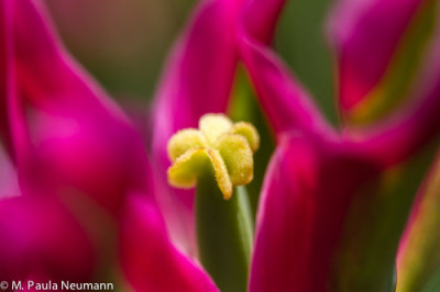tulip