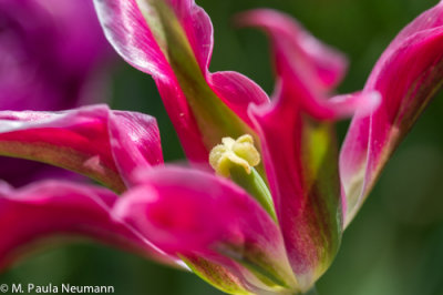 tulip