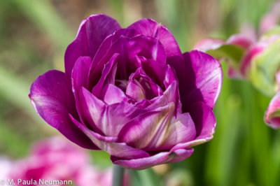 double tuliop