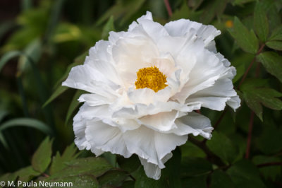peony
