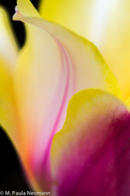 tulip