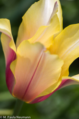 tulip