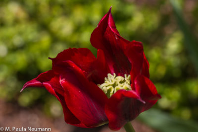 tulip