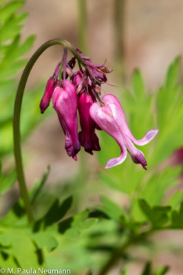 wildflowers_2014