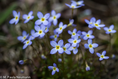 bluets