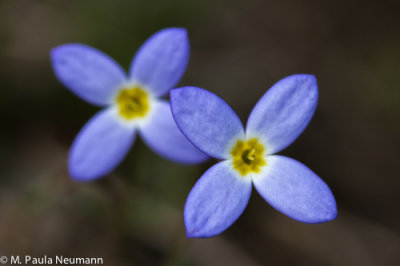 bluets