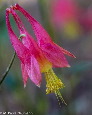 columbine
