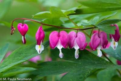 bleeding hearts