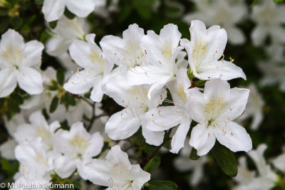 azalea