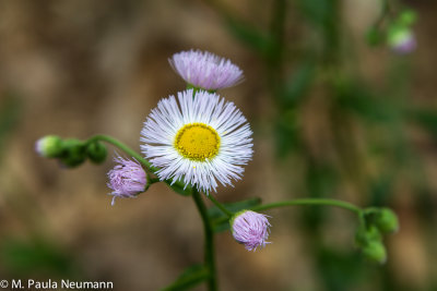 fleabane
