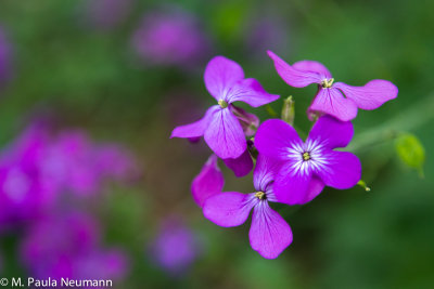 phlox