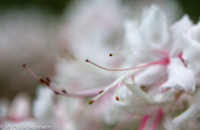 _MG_9089.jpg