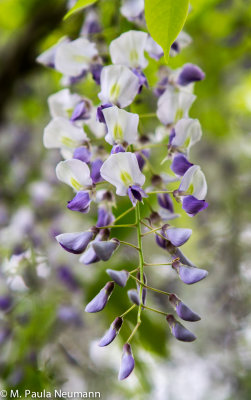 wisteria