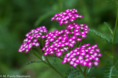 _MG_0673.jpg