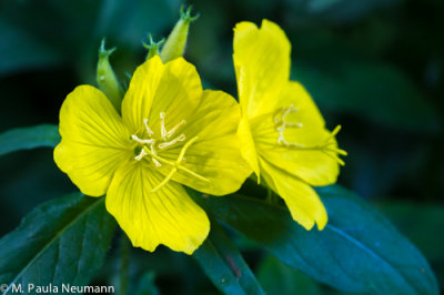 primrose