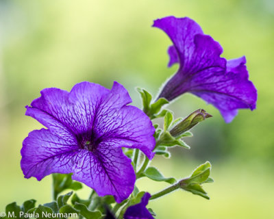 petunia