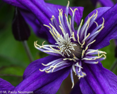 clematis