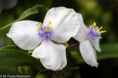 spiderwort