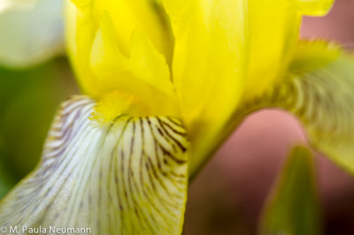 iris