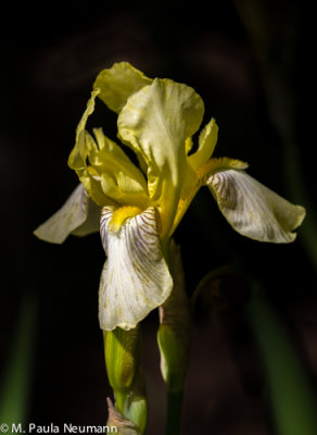 iris