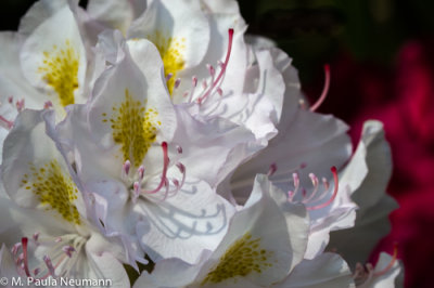 rhododendron