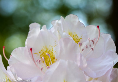 rhododendron