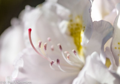 rhododendron