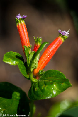 _MG_1074.jpg