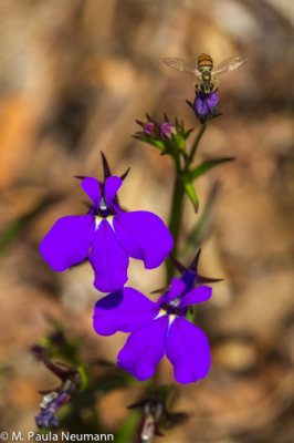 _MG_1196.jpg
