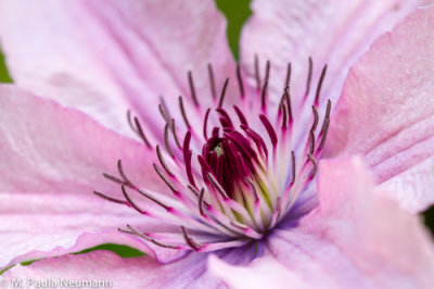 clematis