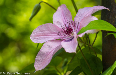 clematis