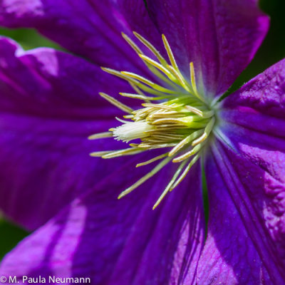 clematis