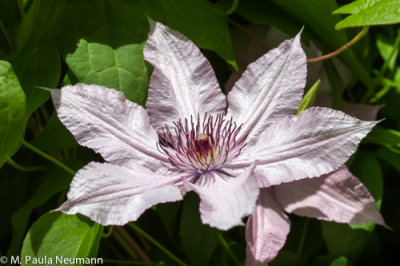 clematis