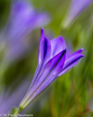 _MG_1266.jpg