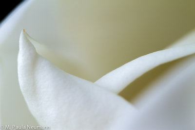 _MG_1286.jpg