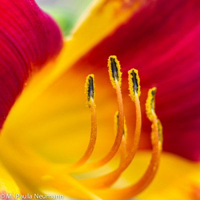day lily