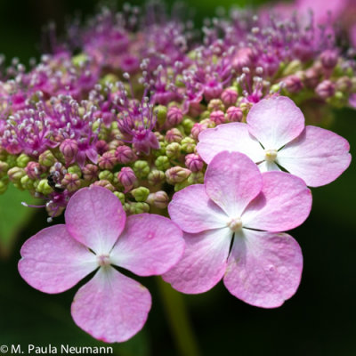 Lace cap hydrangea