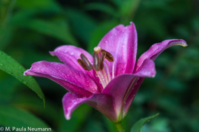 day lily