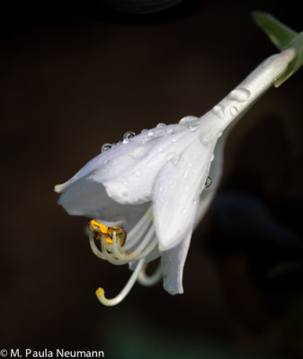 hosta