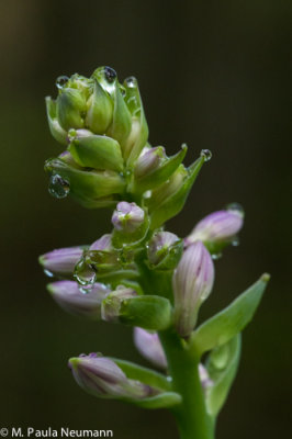 hosta