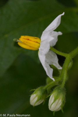 nightshade