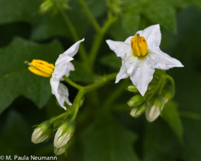 nightshade