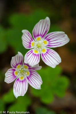 wood sorrel