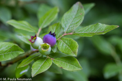 blueberries