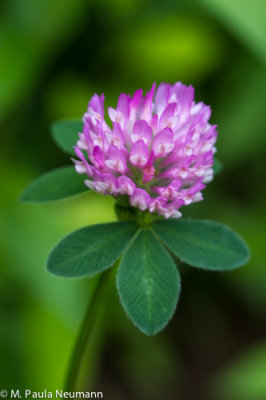 red clover