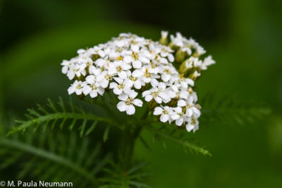 yarrow
