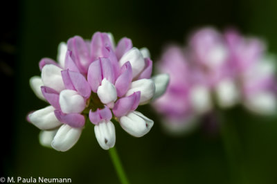 crown vetch