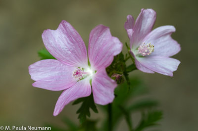 musk mallow